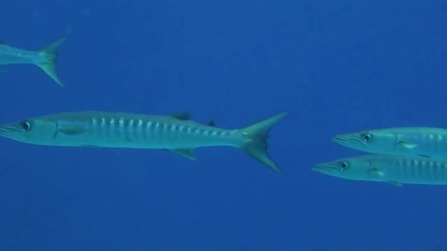 Почему Надо Бояться Этих Рыб. Рыбы людoeды… Существуют ли они на самом деле? смотреть онлайн