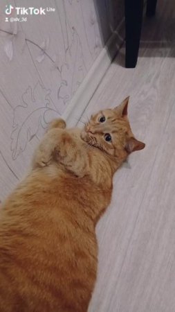 Рыжий кот