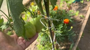 Огородные дела. Нам не угодишь , то холод , то жара