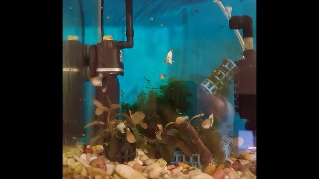 Мальки рыбок гуппи Канадцы. смотреть онлайн