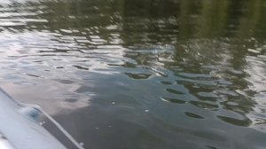 Sea pro 9.9 на лодке флагман 380