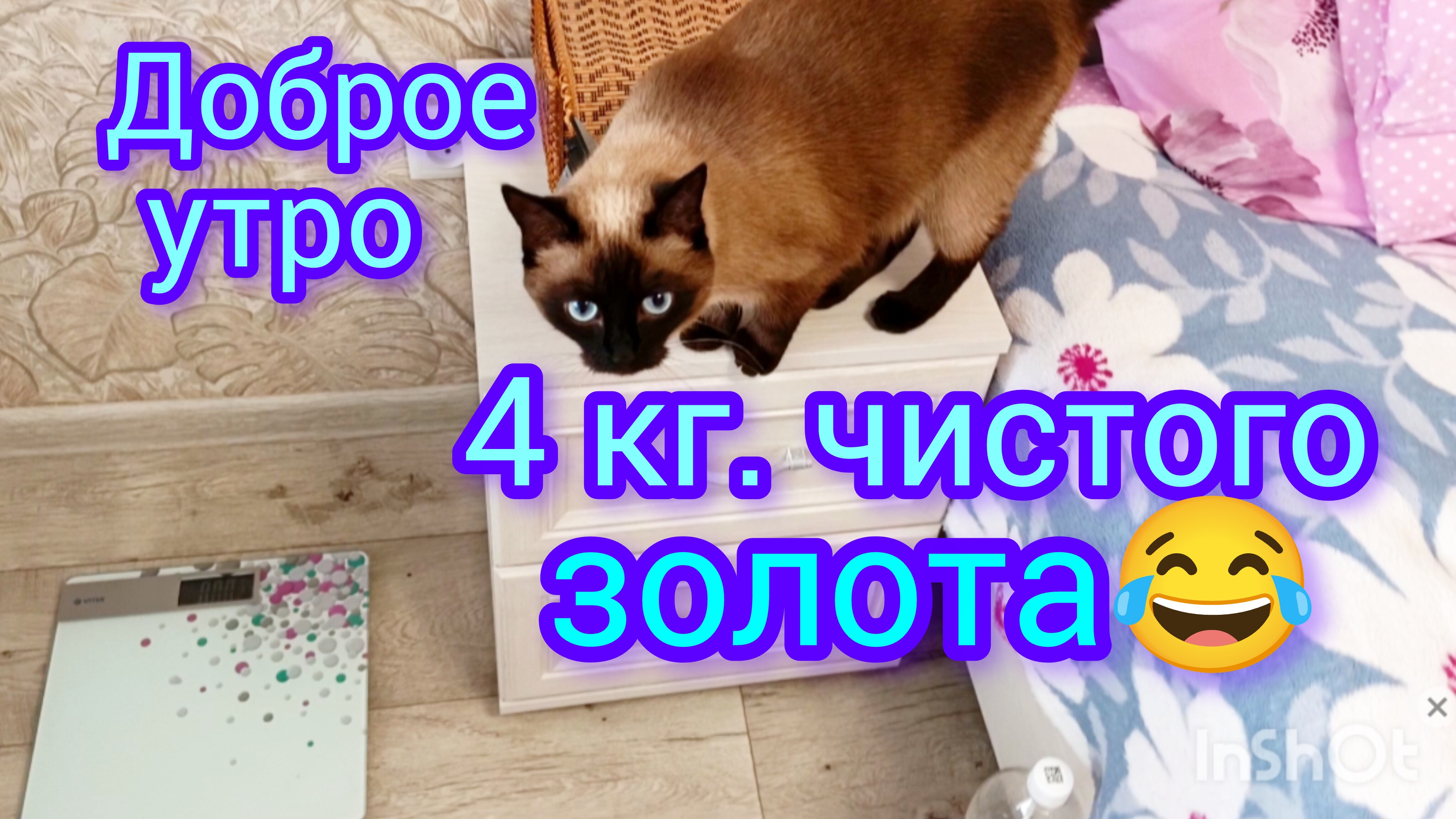 💕Доброе🐱утро с кошкой Ладушкой 23-07-2025 #поговорим #кошка Ладушка #смешныекоты #котики