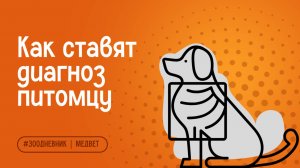 Ортопед и нейрохирург о том, как ставят диагноз питомцу и лечат в МЕДВЕТ | МРТ, КТ, хирургия