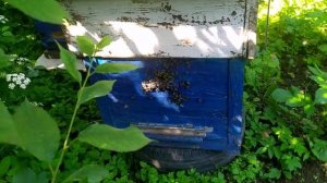 Прилет роя 99_110725