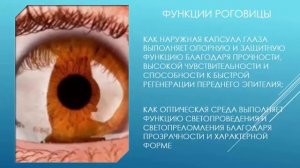 Анатомия органа зрения