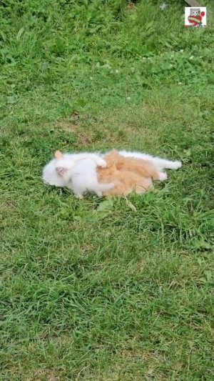 За прогулкой малышей наблюдают со всех сторон🌞❤️🐶😻🐈🐈🐈🐈🐈🐈🐈⬛🏡🦅🐦⬛🐦⬛