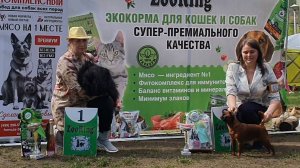 24.05.2025, СПб. Клуб "Элита" (РКФ, ОАНКОО). Выставка собак САС 9 группы FCI