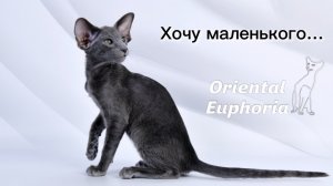 Хочу маленького котенка не старше 2 месяцев!
Почему нельзя?