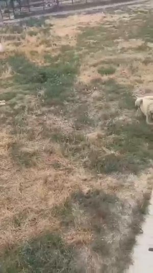 В прайде Чука Хан самый сильный Парк львов Тайган
