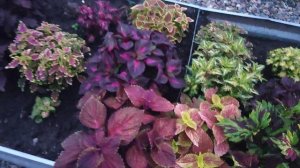 колеусы 23.07.2025