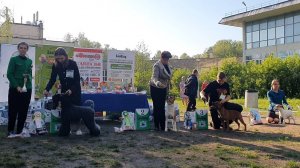 24.05.2025, СПб. Клуб "Элита" (РКФ, ОАНКОО). Выставка собак САС 3 группы FCI