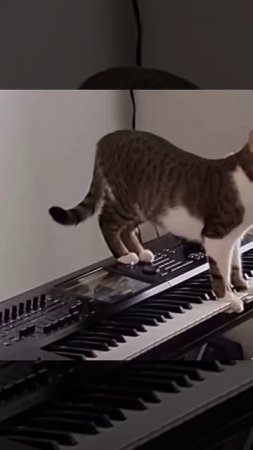 КОТОМУЗЫКА