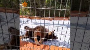 WhatsApp Video 2025-07-23 at 10.25.51