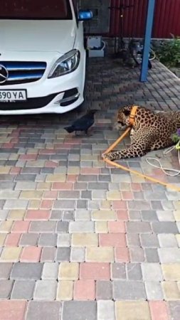 Нетрогай ката