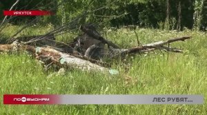 Точечная вырубка деревьев на пляже Якоби беспокоит иркутян