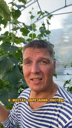 Обрезка огурцов