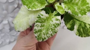 Фиалка КНН-Крокус химерный спорт по листу