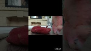 1 сезон 1 серия лабубубия