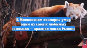 В Московском зоопарке умер один из самых любимых жильцов — красная панда Рыжик