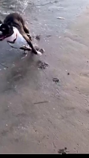 БУЛЬКИ.