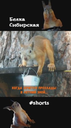 Белка нашла способ освежиться