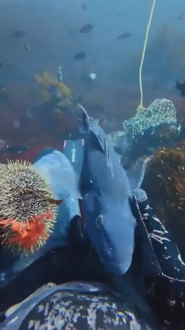 Собиратель ежей на Бали делится с рыбами своим уловом. смотреть онлайн