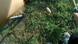 Снова Луга.