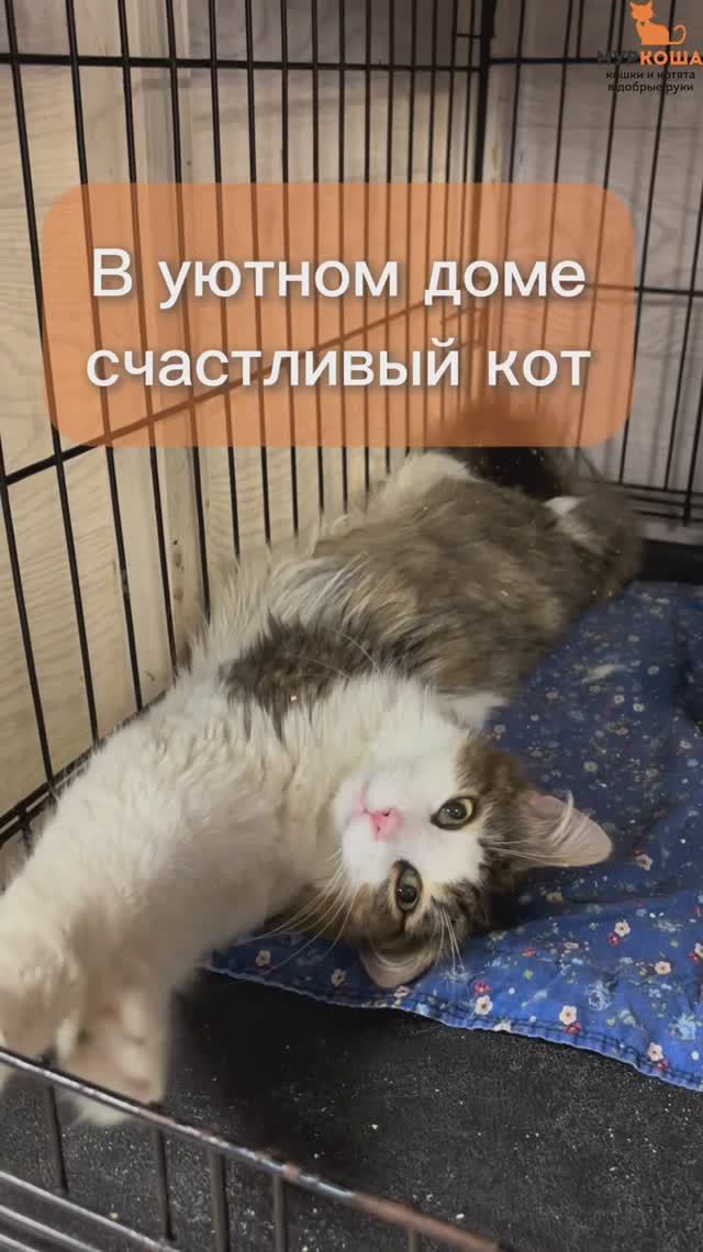 Айто (уже дома)