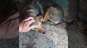 животные знают стихии природы
