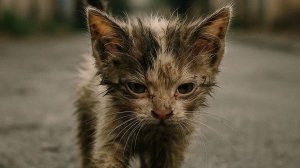 Этот котёнок разобьёт твоё сердце! 😭 До слёз трогательное видео! #СпасениеКотёнка