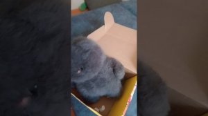 Рыжик встретил котенка Дымка