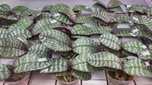 🌸 ПРОДАЖА ОРХИДЕЙ 24.07.25г. Обзор подростков орхидей из Азии в наличии. Орхидеи почтой.