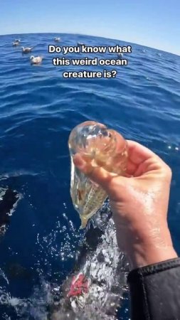 Один из самых необычных обитателей океана 🐠