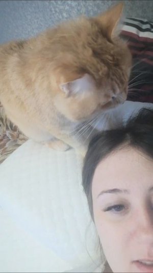 кот
