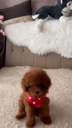 #теддиростов #щенкитеддипуделя #теддипудель