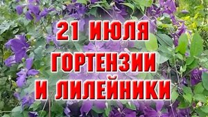 21 июля. Еще один день на любимой даче. Гортензии и лилейники