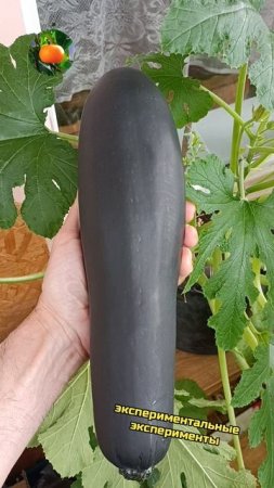 Первый урожай 🥒 Сад Огород На Балконе 🎃