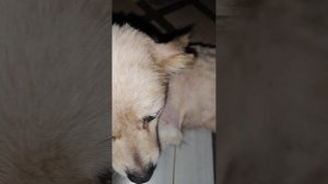 Как же собачке стало легко после стрижки и помывки