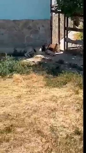 Проведаем лёвушек Парк львов Тайган
