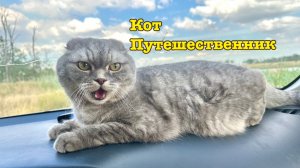 Кот Тимоша в автопутешествии
