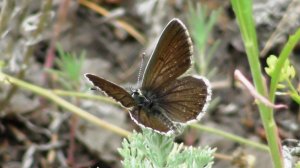 Бабочка. Голубянка Икар. Самка ( Polyommatus icarus )