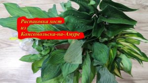 Хосты из Комсомольска на Амуре