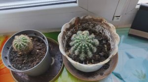 Комнатные кактусы на деревенском окне, уютная деревенская жизнь