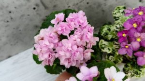 Фиалки ЛЕ-Колибри, Goldilocks и Mac's Pizzicato Paradise