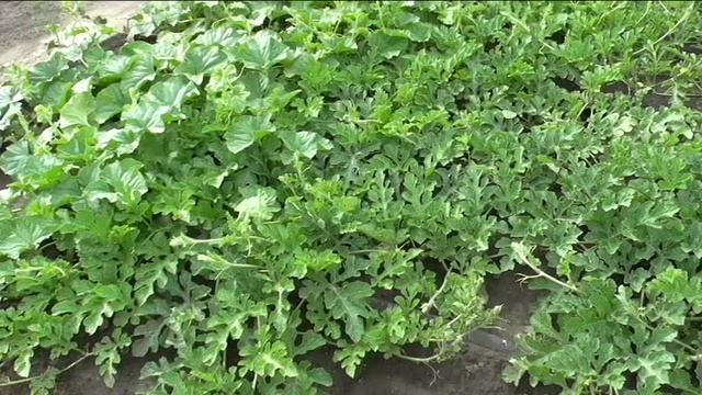 Советы по выращиванию арбузов в открытом грунте