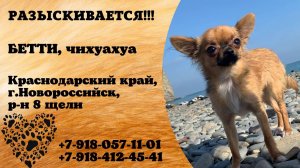 Пропала собака! БЕТТИ. Чихуахуа. Краснодарский край, г. Новороссийск