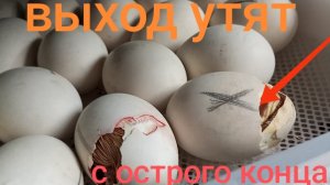"Ягодичное" прилежание у утят. Помогаем вылупится с острого конца без последствий.