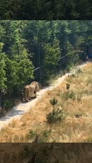 Альтаир и Сириус Ричардовичи и прайд Гирея Парк львов Тайган