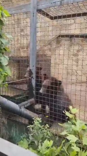 Терпение мимимишек лопнуло Топа и Кнопа Парк львов Тайган