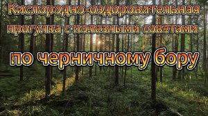 Кислородно-оздоровительная прогулка с полезными советами по черничному бору.